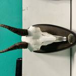 Dador Profile Picture