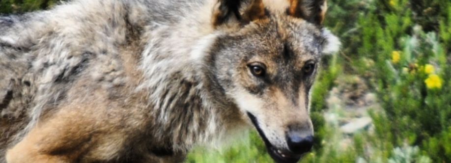 Jaime Santos Fernandez Cover Image