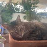 Raimbow Profile Picture