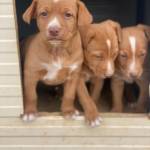 Hector Huertas Profile Picture