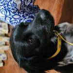 El_llano_castellano Profile Picture