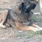 David Cejudo Profile Picture