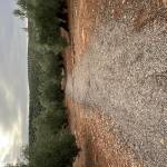 Angel Lopez Profile Picture