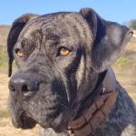 David Hernández Zalduendo Profile Picture