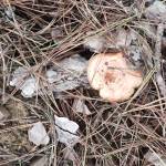 Adrian Profile Picture