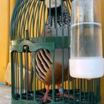 Cristian Gavira alba Profile Picture