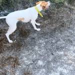 Rafel Amer Profile Picture